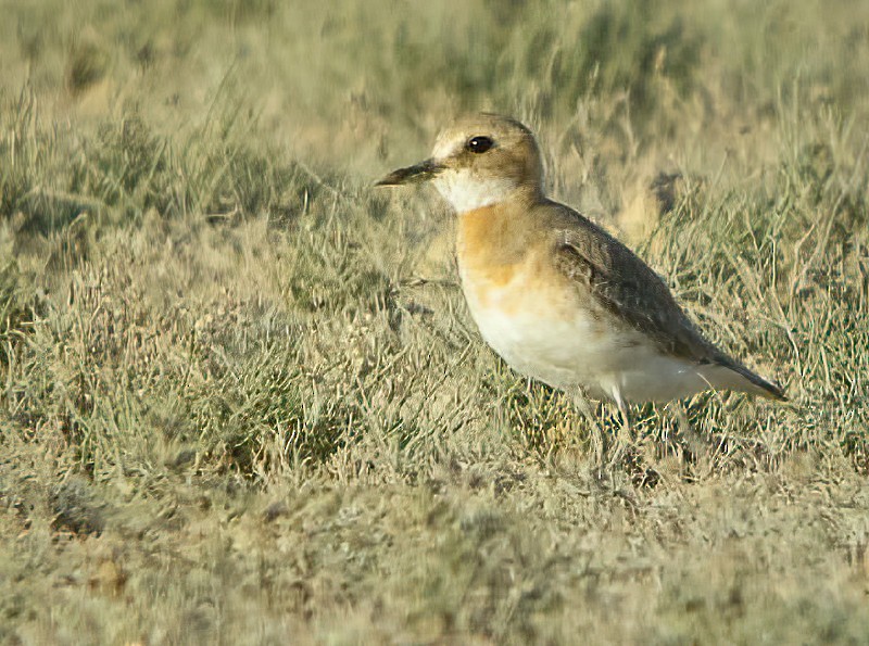 Greater Sand-Plover - Eric Francois Roualet