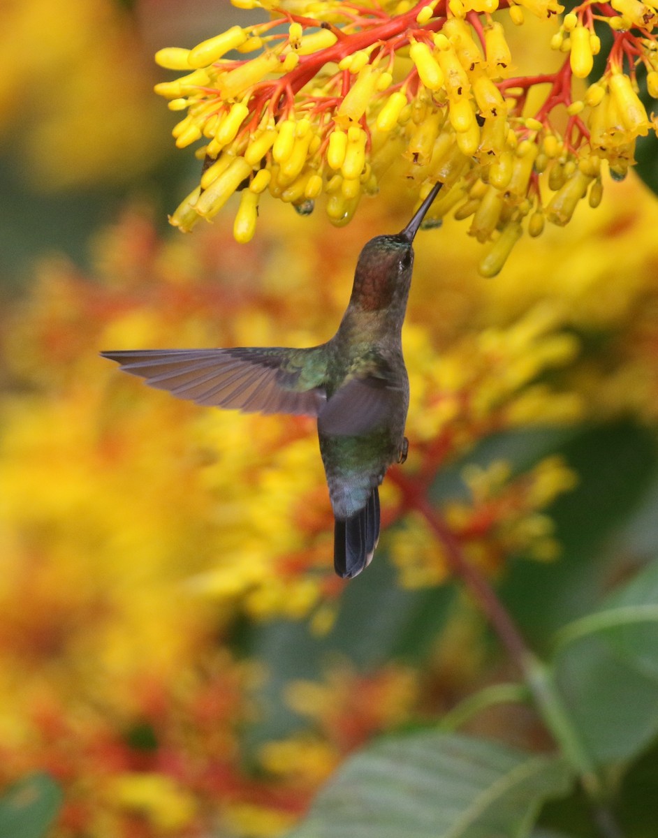 Green-fronted Lancebill - ML615993505