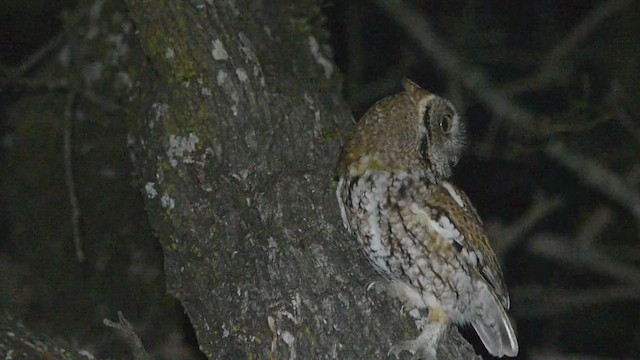 Eastern Screech-Owl - ML615993507