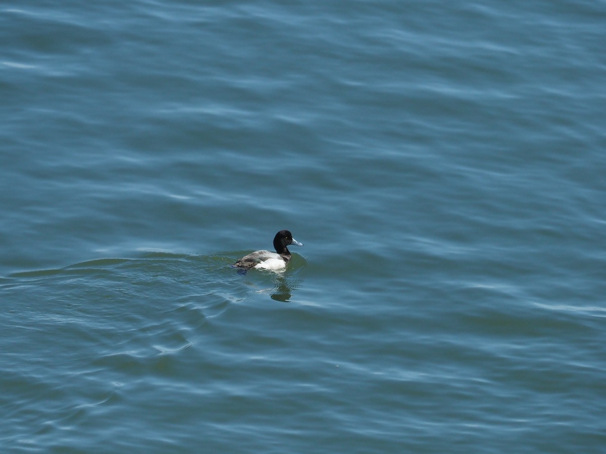 Greater Scaup - ML615993521