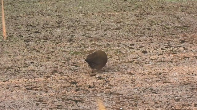 Ruddy-breasted Crake - ML615993526