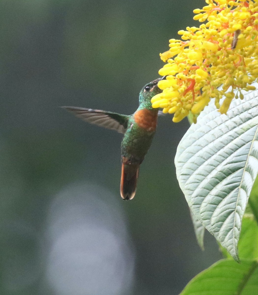kolibřík nazlátlý - ML615993540