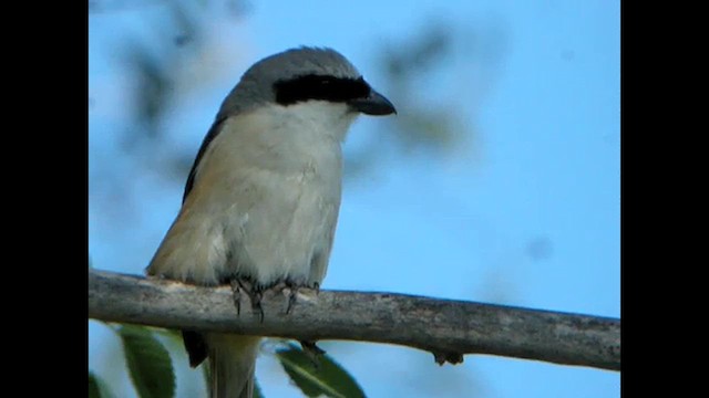 Long-tailed Shrike (erythronotus/caniceps) - ML615993569