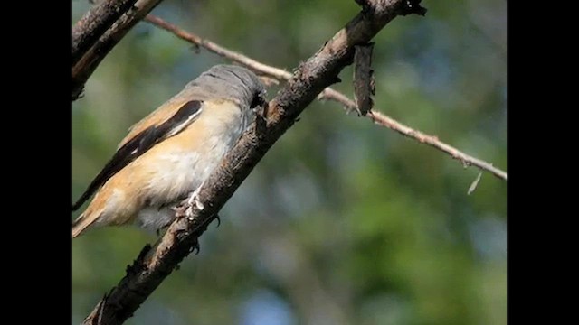 Long-tailed Shrike (erythronotus/caniceps) - ML615993590
