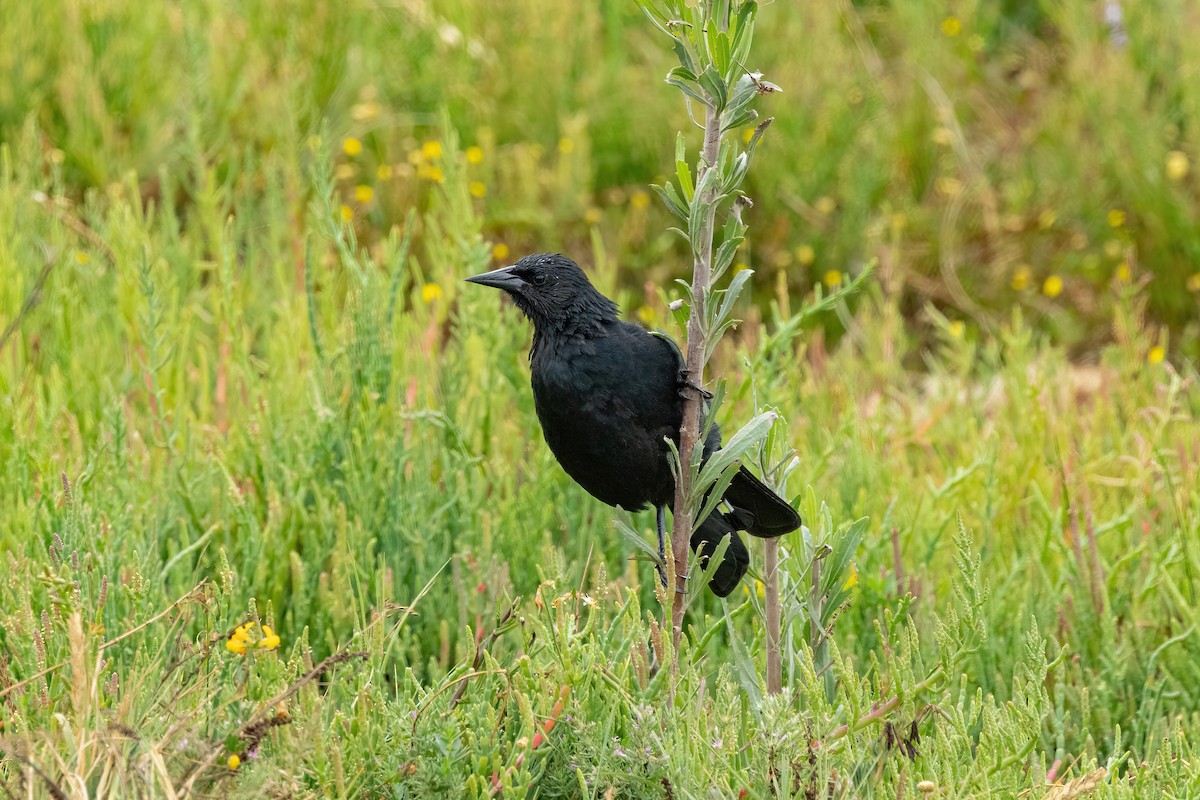 Austral Blackbird - Thibaud Aronson