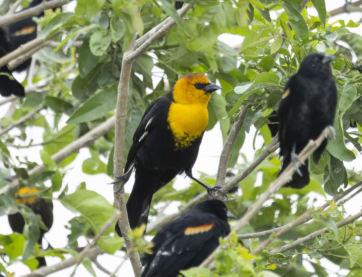 Yellow-headed Blackbird - ML615993624