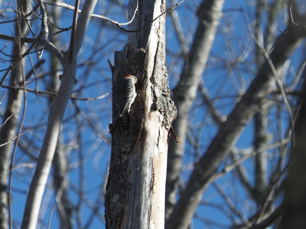 Red-bellied Woodpecker - ML615993743