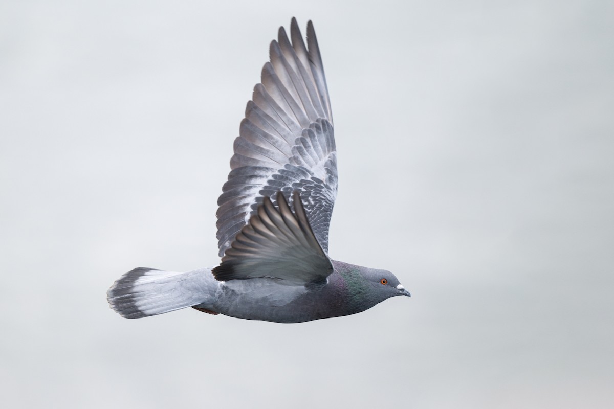 Rock Pigeon (Feral Pigeon) - David Turgeon