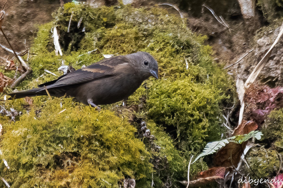 Dark-breasted Rosefinch - Dibyendu Paul