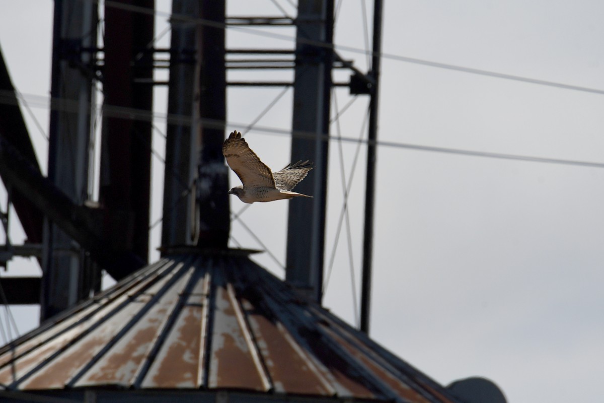 Red-tailed Hawk - ML615994022