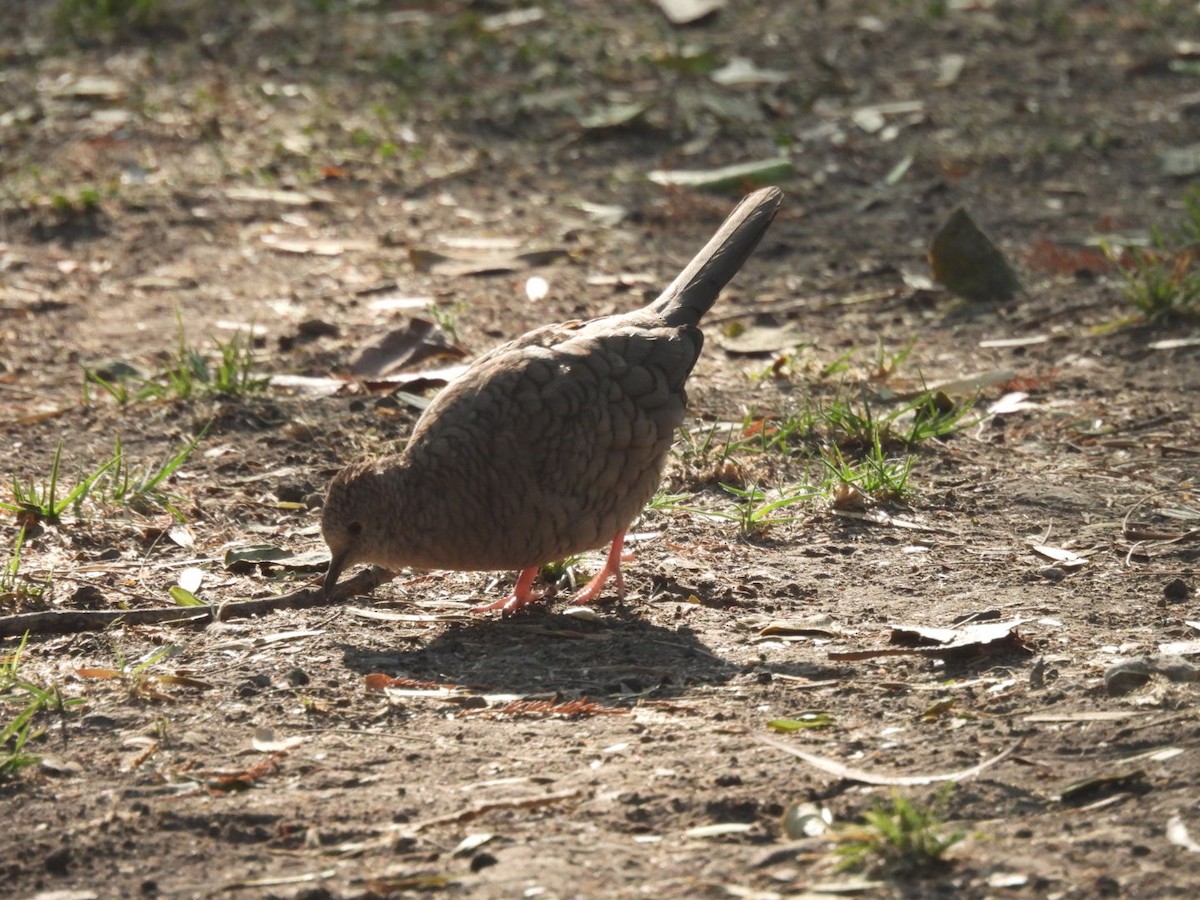 Inkatäubchen - ML615994023