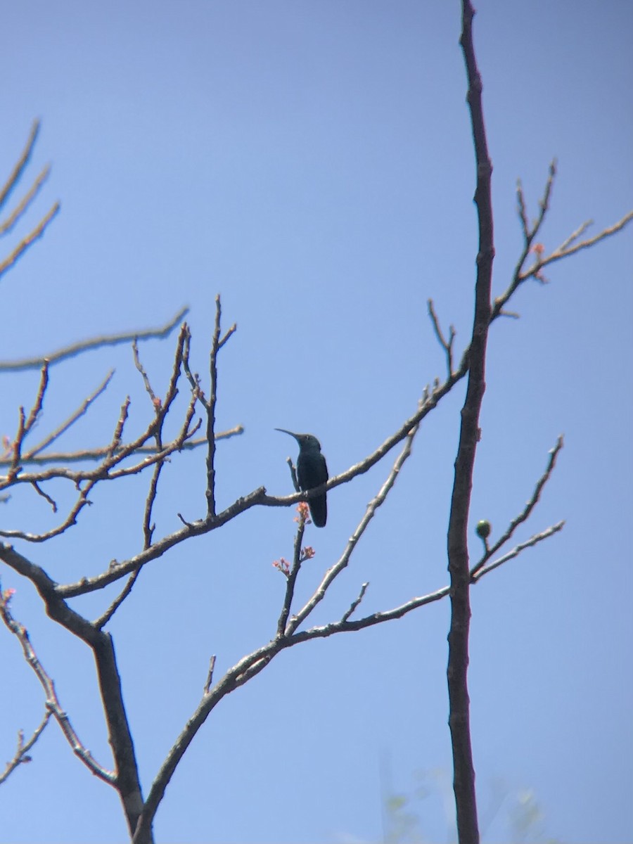Green-breasted Mango - ML615994049