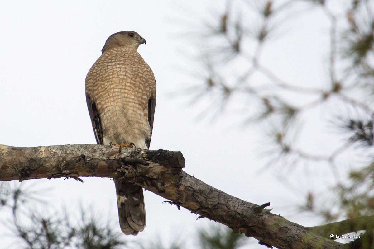 Cooper's Hawk - ML615994088