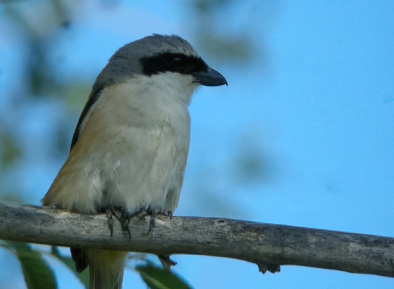 Alcaudón Schach (erythronotus/caniceps) - ML615994097