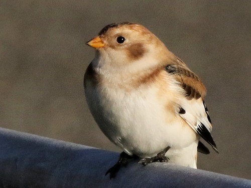 Snow Bunting - ML615994156