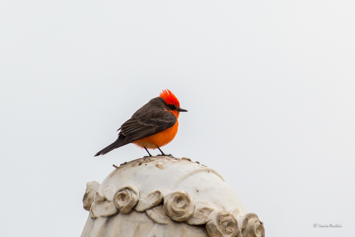 Vermilion Flycatcher - ML615994162