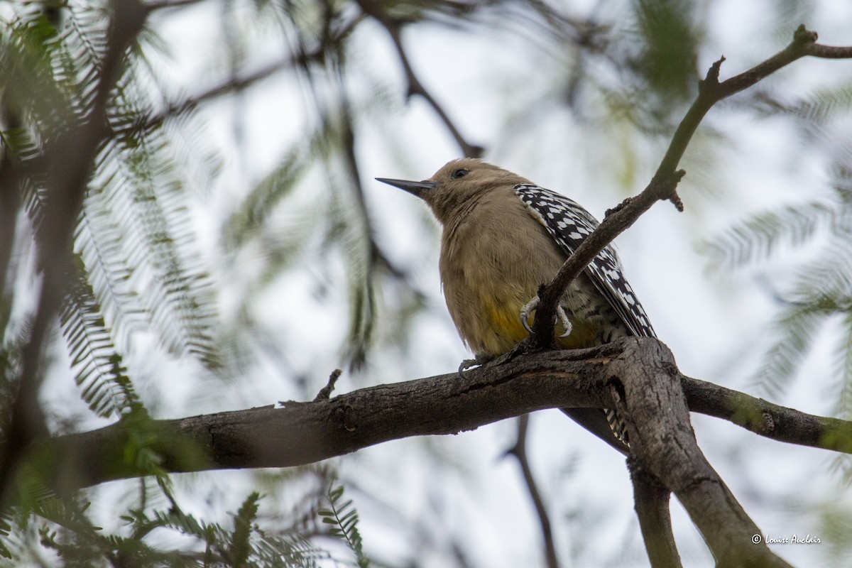 Carpintero de Gila - ML615994224