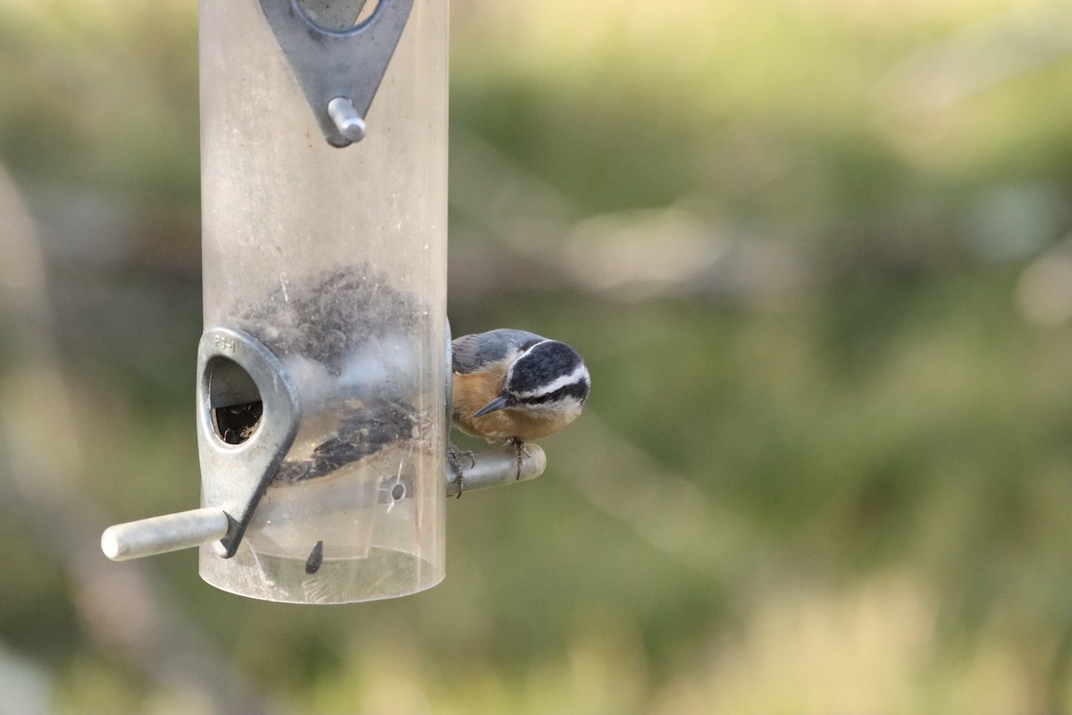 Red-breasted Nuthatch - ML615994226