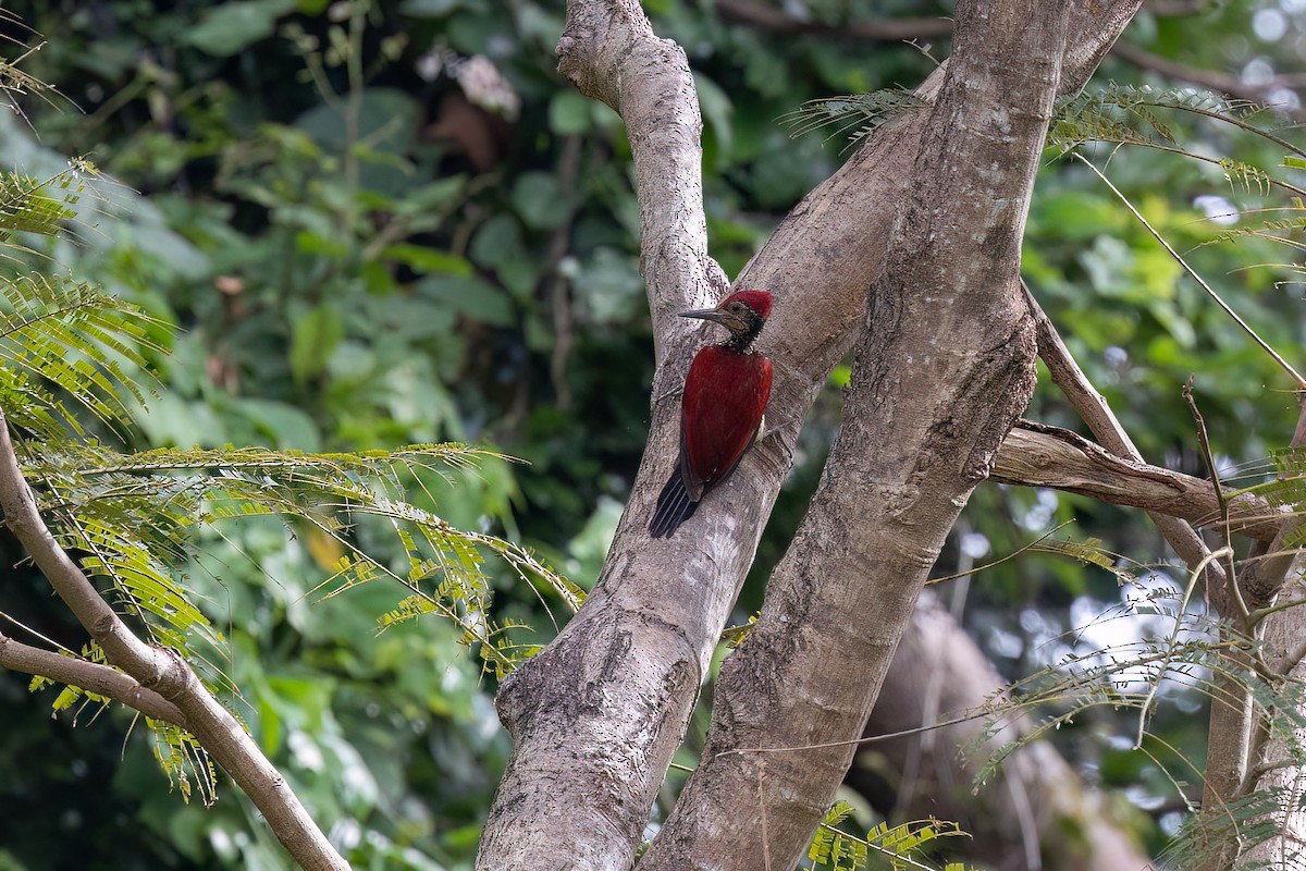 Luzon Flameback - Harald Dahlby