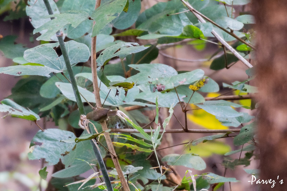 Pin-striped Tit-Babbler - Parvez Kaleem