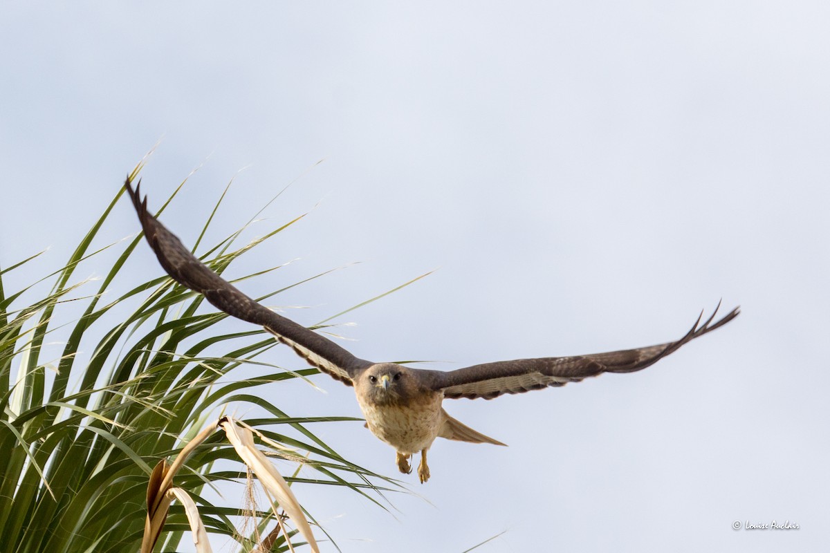 Red-tailed Hawk - Louise Auclair