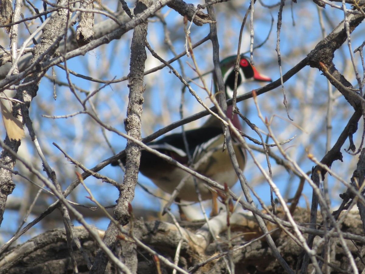 Wood Duck - Judy  James