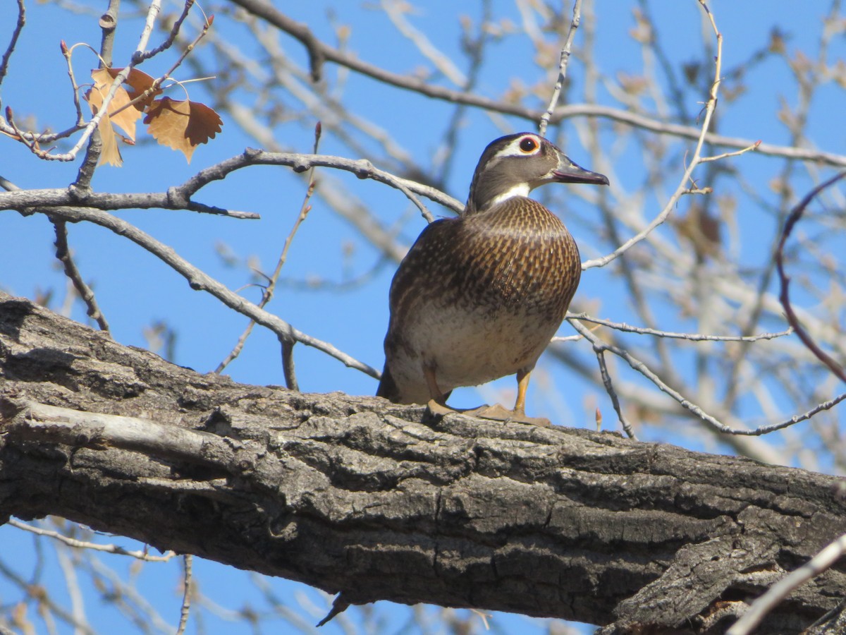 Wood Duck - ML615994328