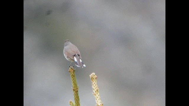 Himalayan Rubythroat - ML615994370