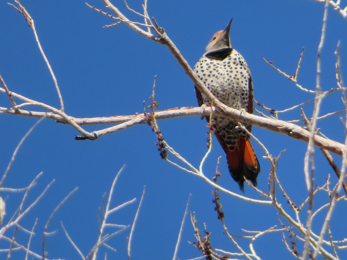 Northern Flicker - Judy  James