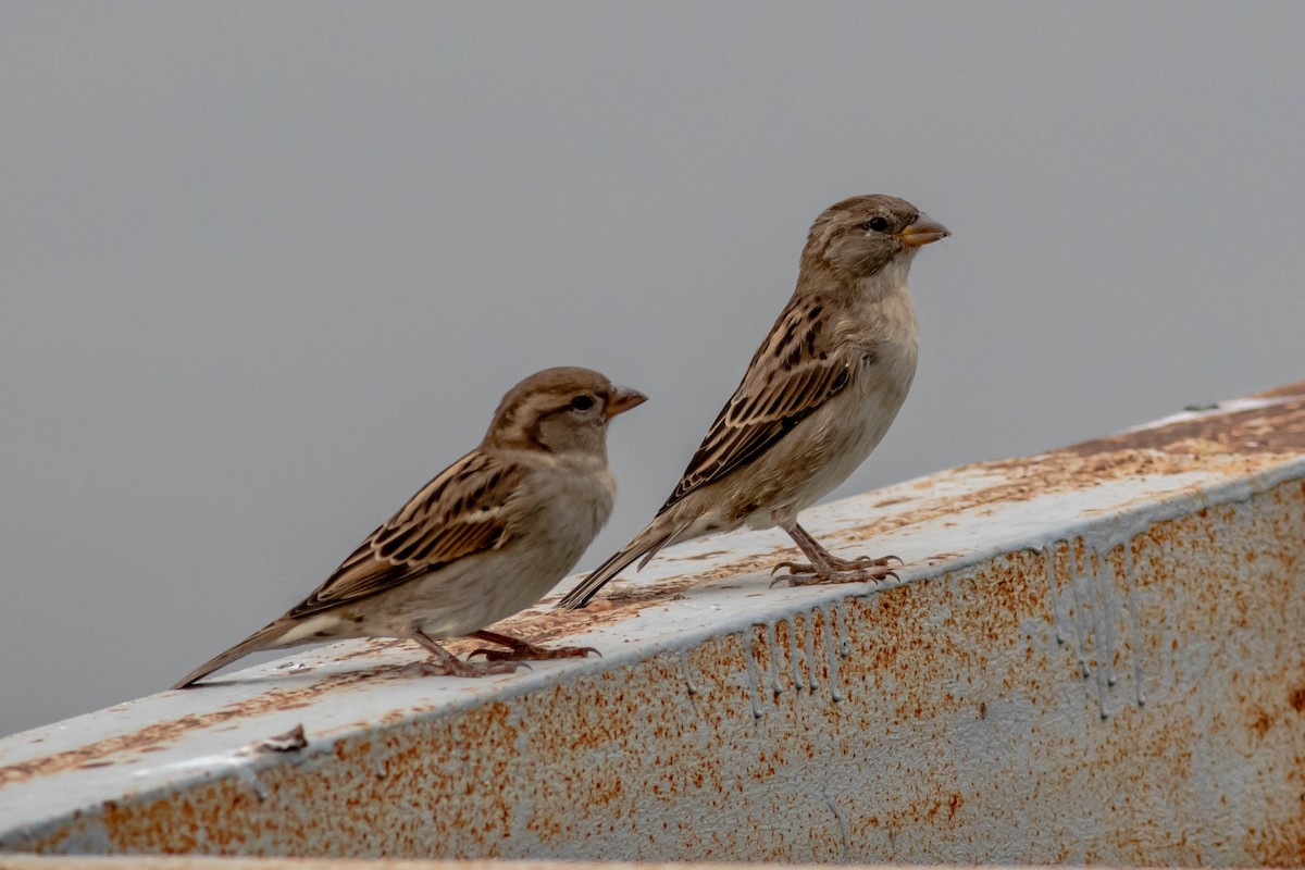 House Sparrow - ML615994436