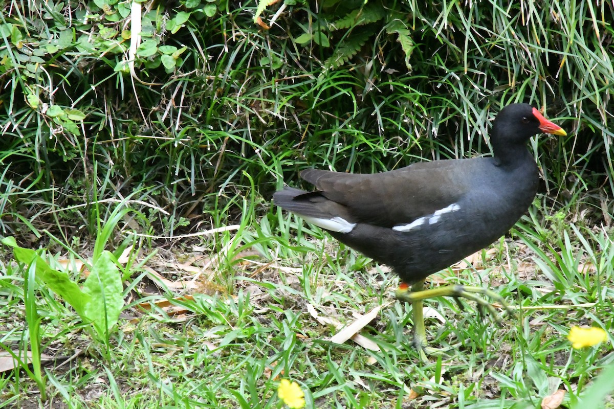 Gallinule poule-d'eau - ML615994459