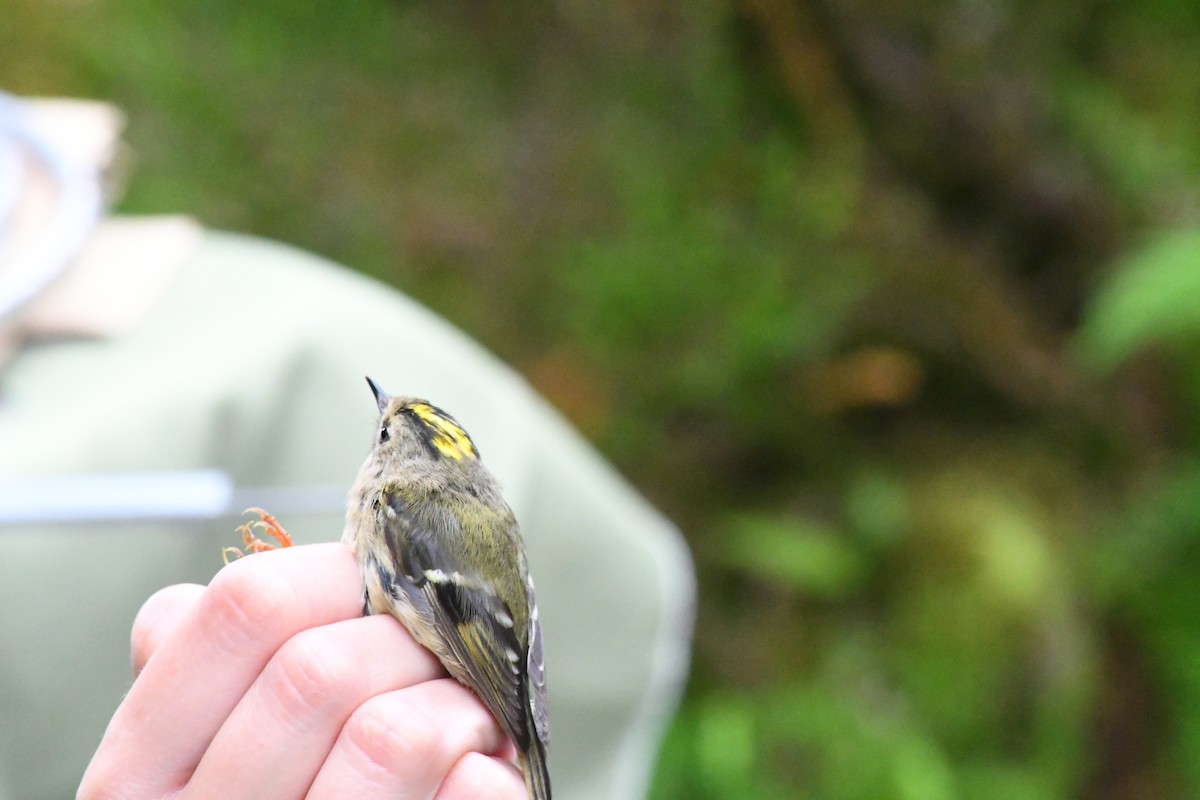 Goldcrest - Julia Cedar