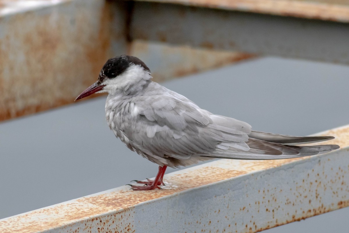 Whiskered Tern - ML615994493