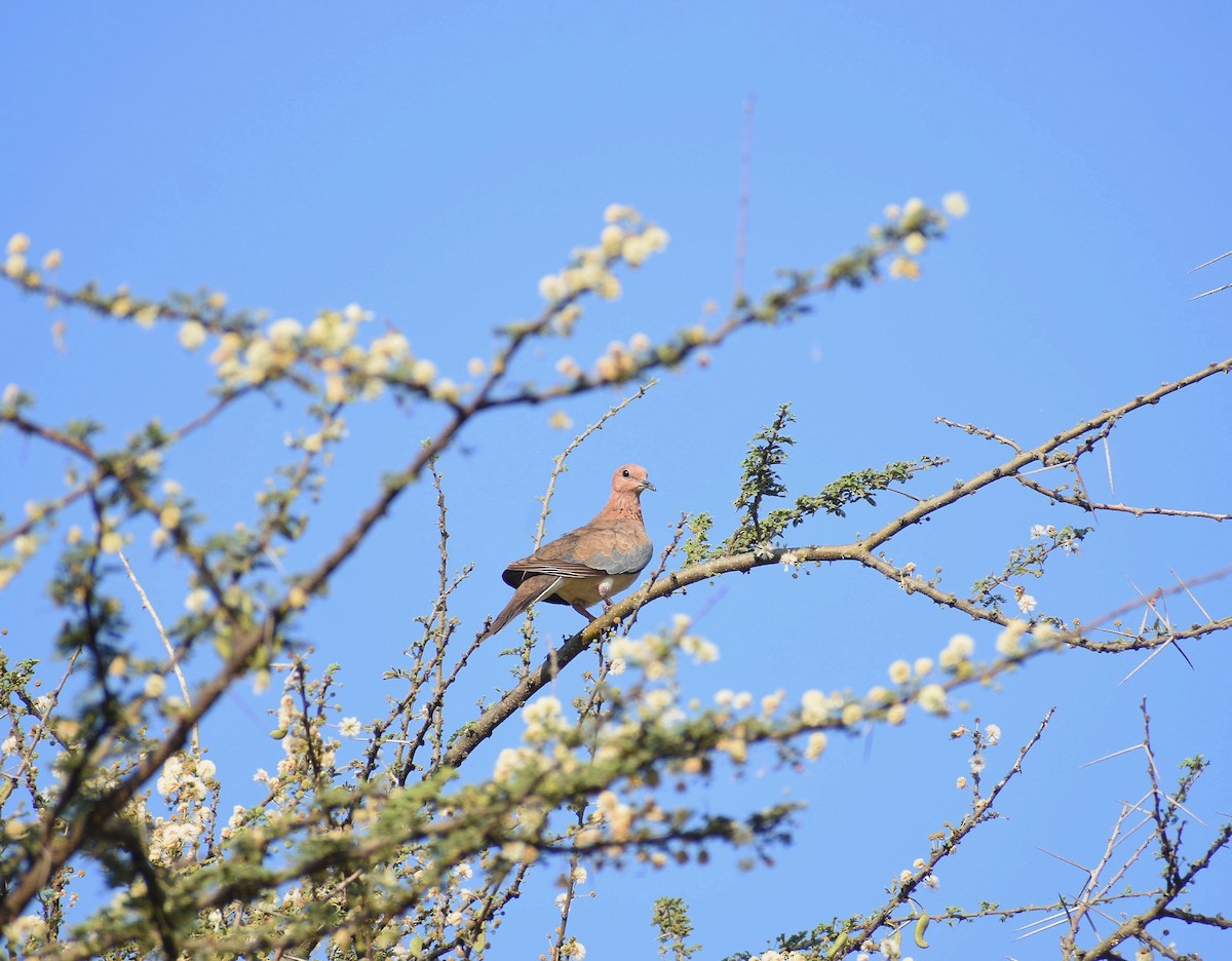 Laughing Dove - ML615994508