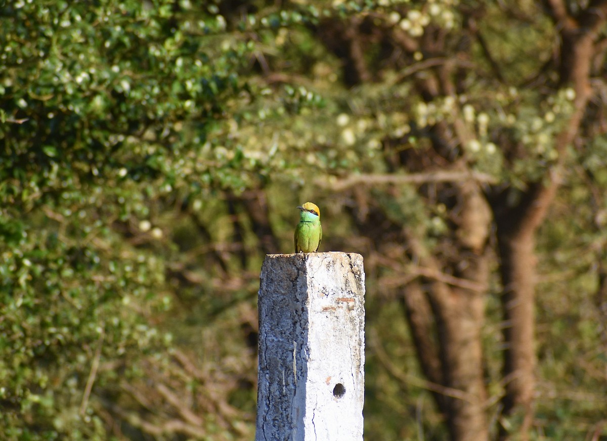 Asian Green Bee-eater - ML615994578