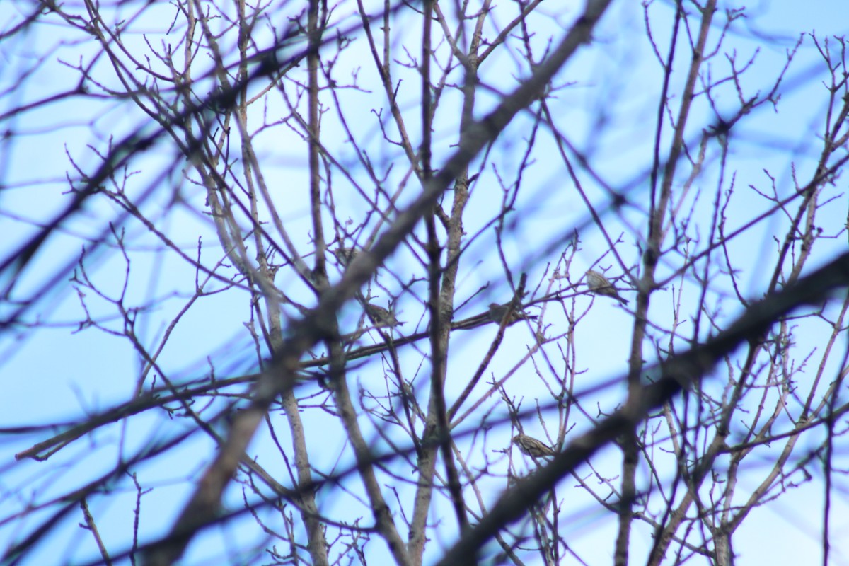 Pine Siskin - Wyatt Kaneps