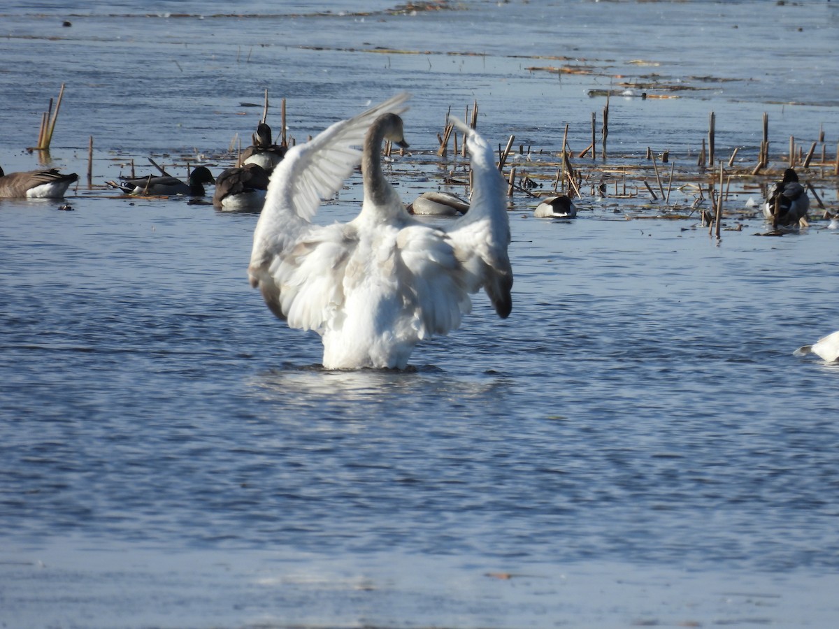 Trumpeter Swan - ML615994637