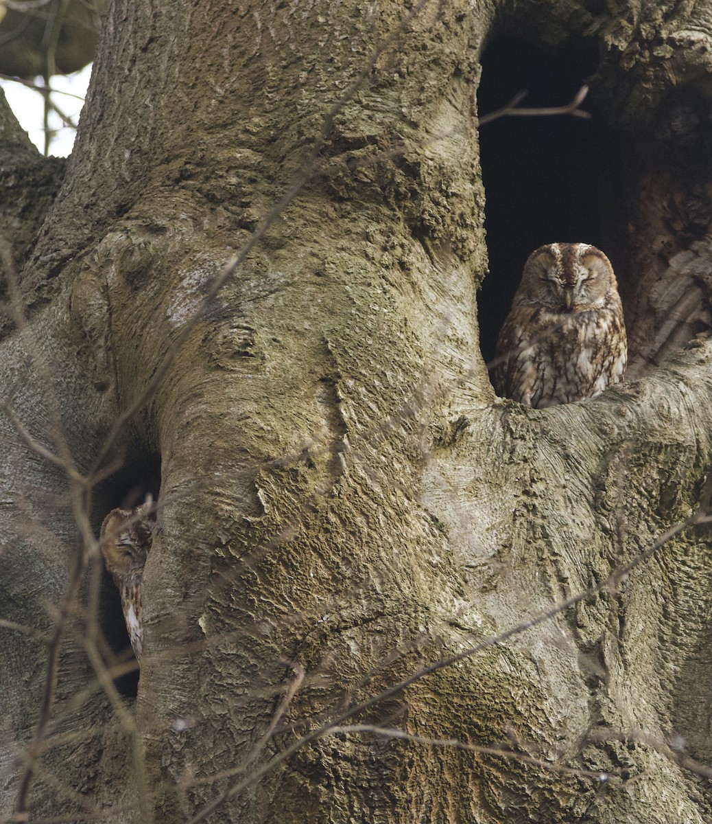Tawny Owl - ML615994639