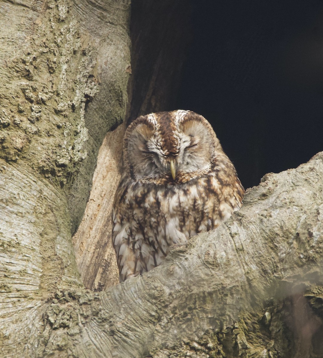 Tawny Owl - ML615994641
