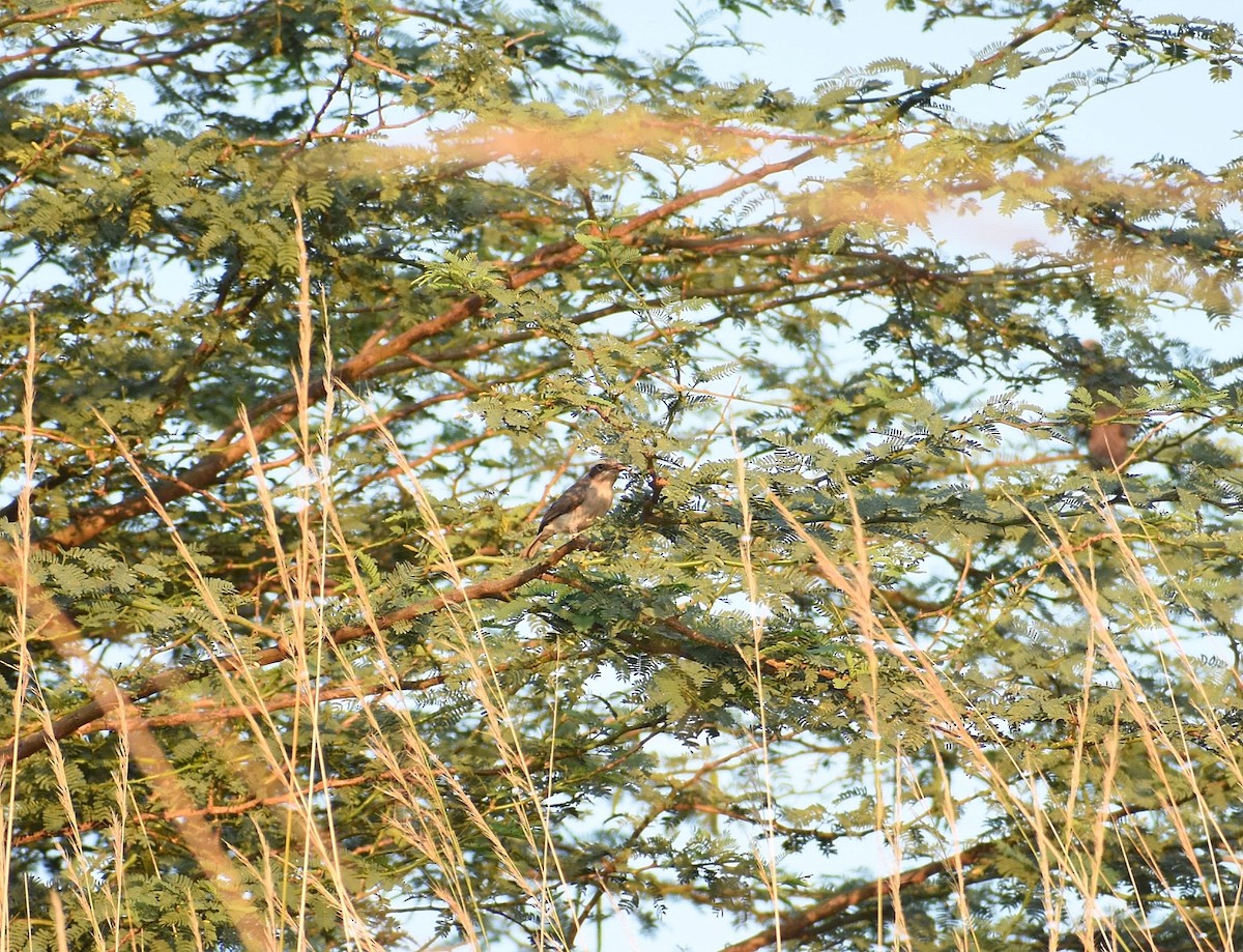 Common Woodshrike - Anand Birdlife