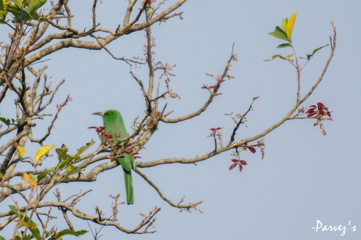 Blue-bearded Bee-eater - Parvez Kaleem