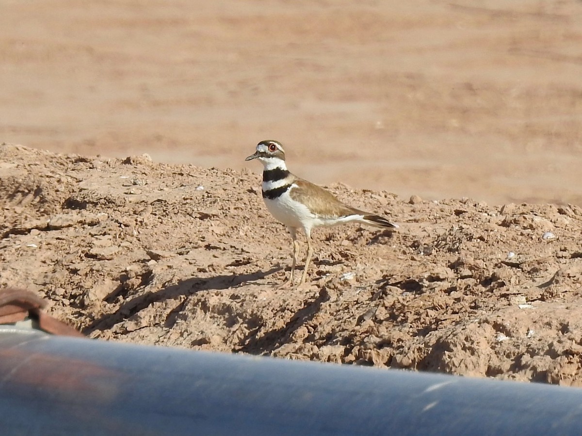 Killdeer - ML615994729