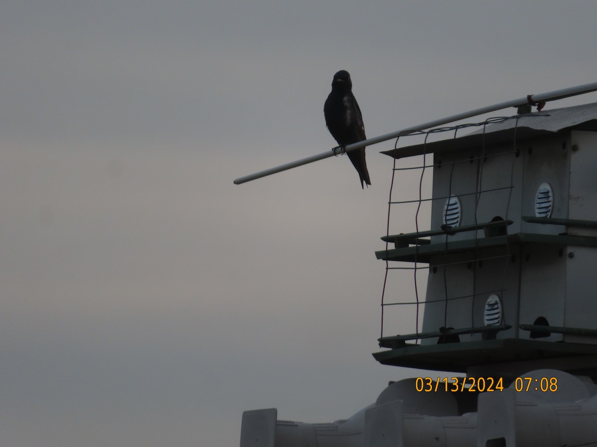 Purple Martin - P.W. Boyd