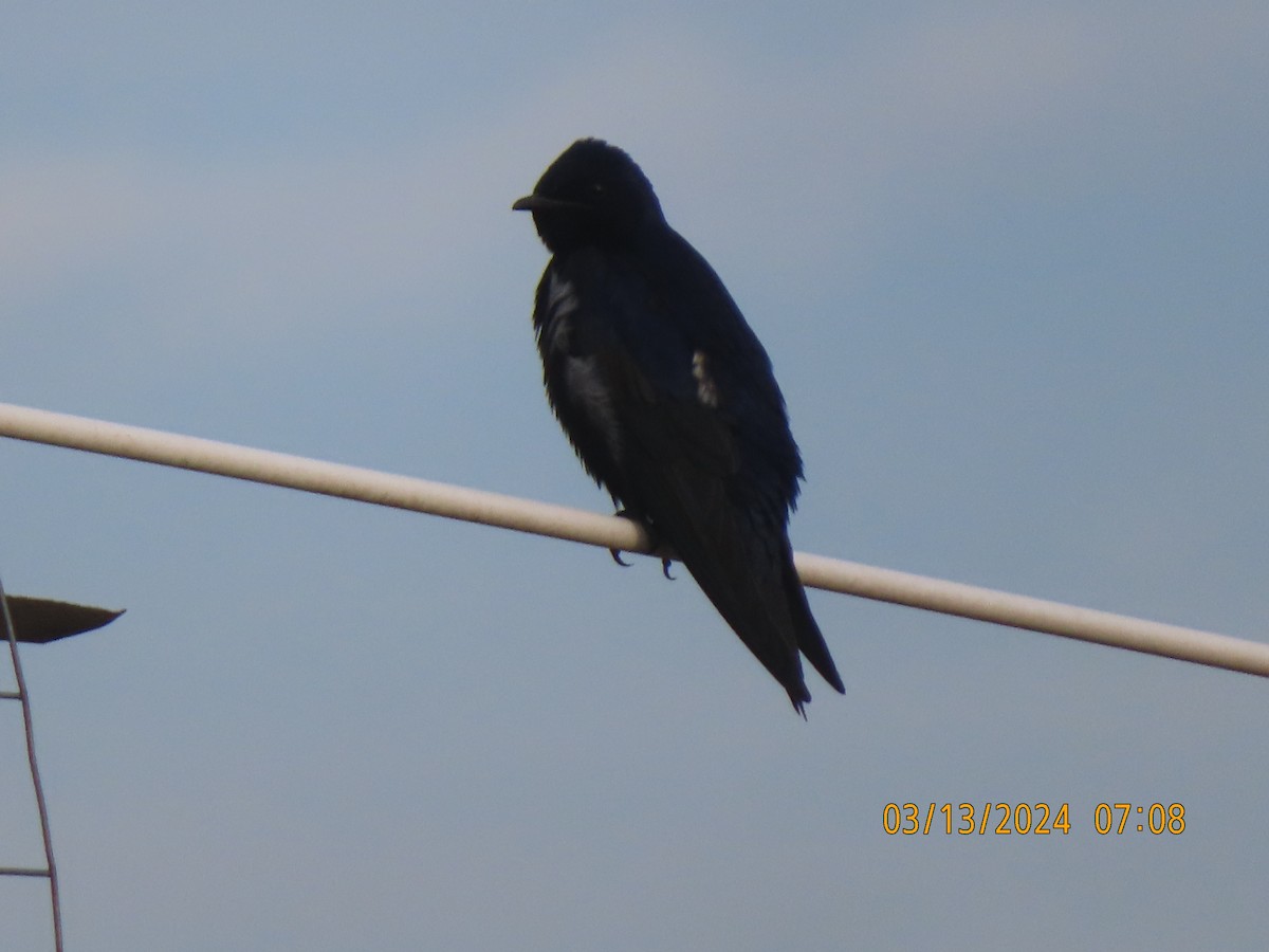 Purple Martin - P.W. Boyd