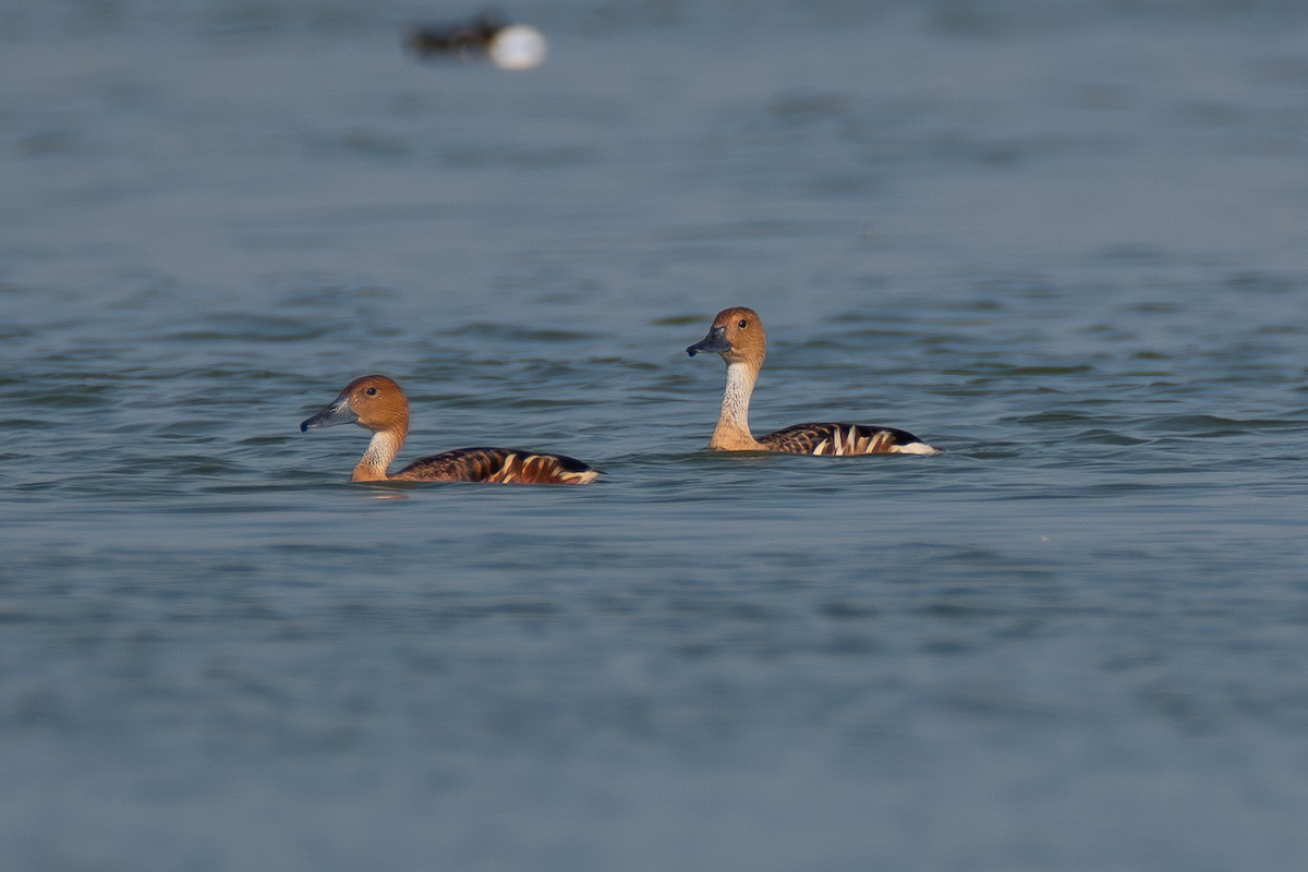 Fulvous Whistling-Duck - ML615994784