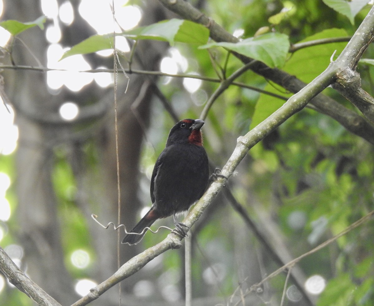 Lesser Antillean Bullfinch - ML615994822