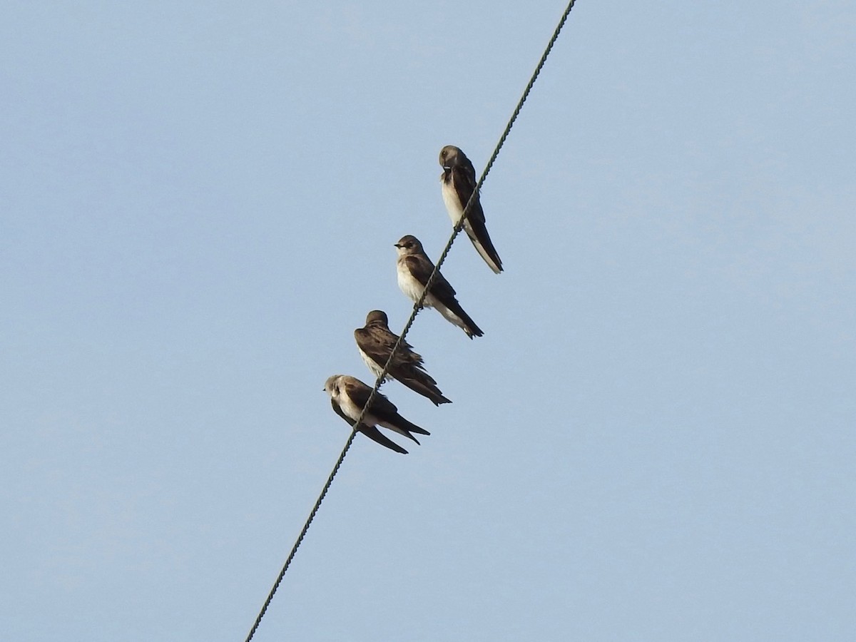Northern Rough-winged Swallow - ML615994829