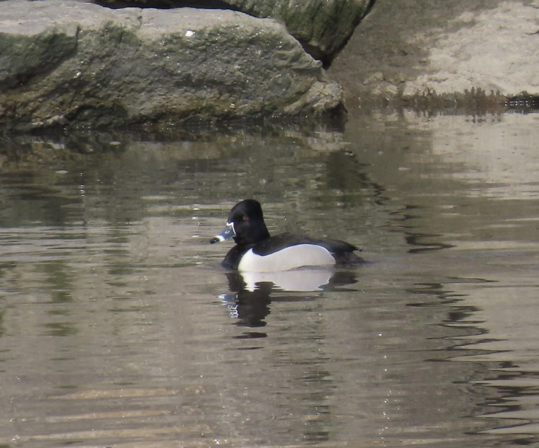 Ring-necked Duck - ML615994852