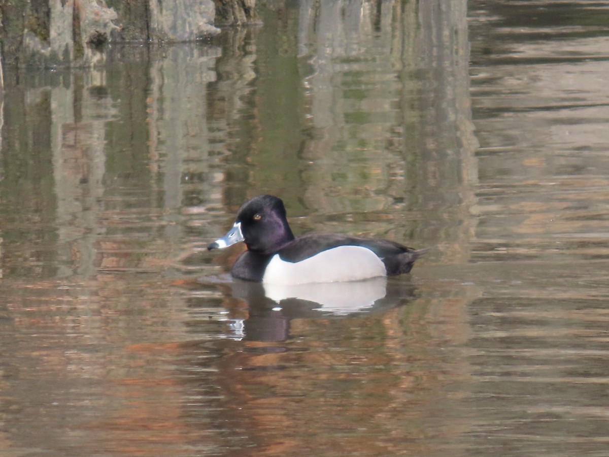 Ring-necked Duck - ML615994853