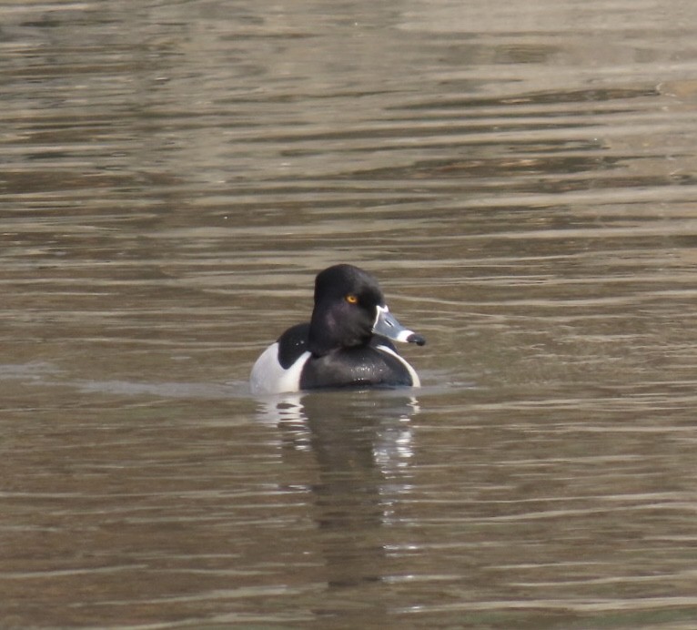 Ring-necked Duck - ML615994854
